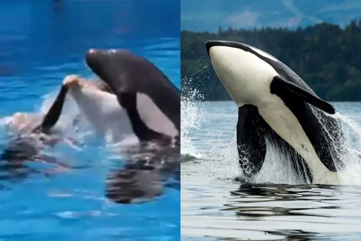 Viral Video Claiming Jessica Radcliffe Killed by Orca Debunked as&nbsp;Fake