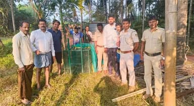 Byndoor: Leopard Straying into Human Areas Finally Captured in Cage&nbsp;Trap