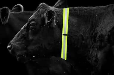 ಗೋಕರ್ಣ: ರಸ್ತೆ ಸುರಕ್ಷತೆಗಾಗಿ ದನ ಕರುಗಳಿಗೆ ರಿಫ್ಲೆಕ್ಟಿವ್ ಕಾಲರ್ ಅಳವಡಿಕೆ